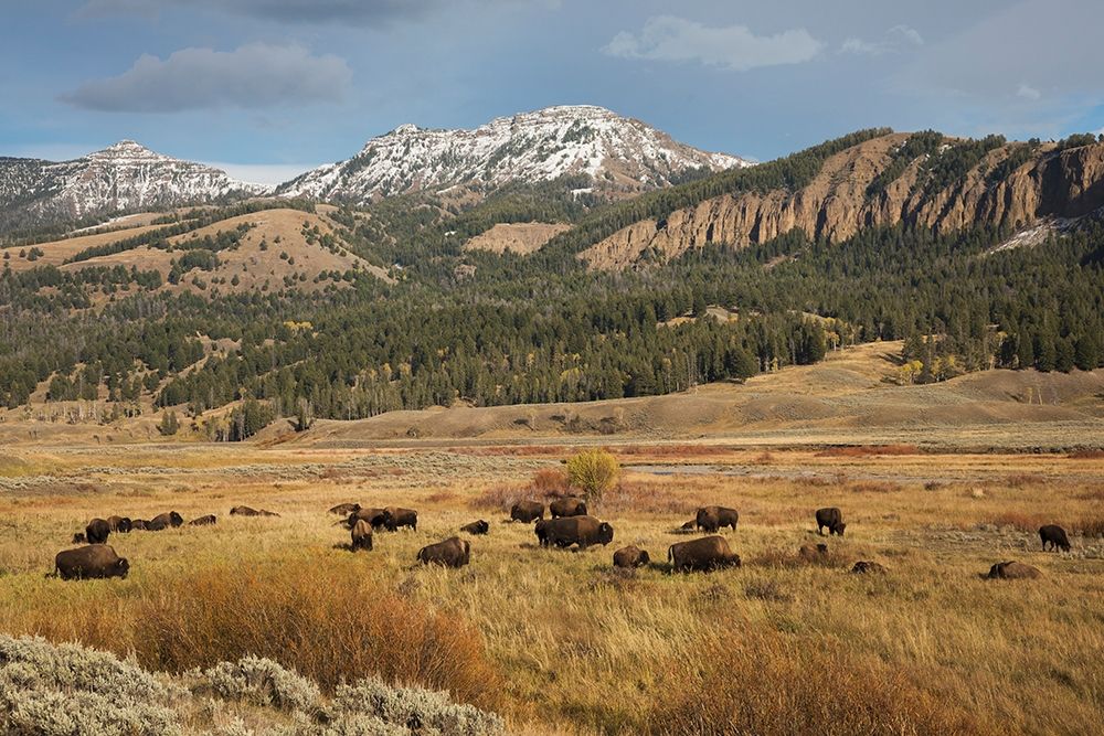Bison in Lamar Valley-Yellowstone National Park